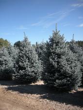 Colorado Spruce